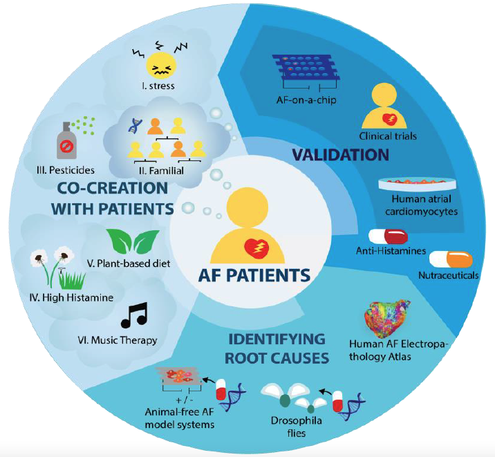 [FUNDED] CIRCULAR: Co-creation and animal-free solutions for atrial fibrillation